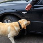 DogSniff DogSniff